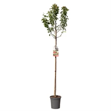 Prunus cerasus Morel hoogstam.jpg