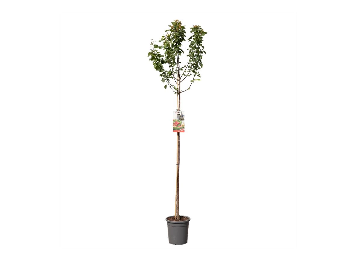 Prunus cerasus Morel hoogstam.jpg