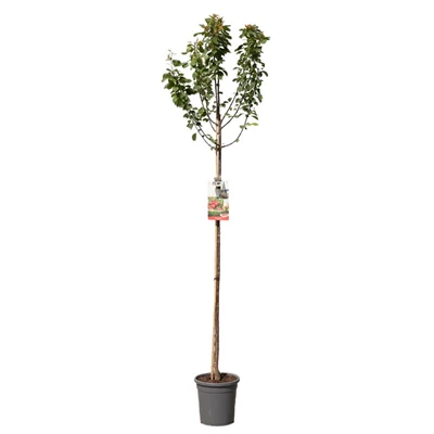Prunus cerasus Morel hoogstam.jpg