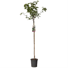 Prunus avium Sunburst hoogstam.jpg