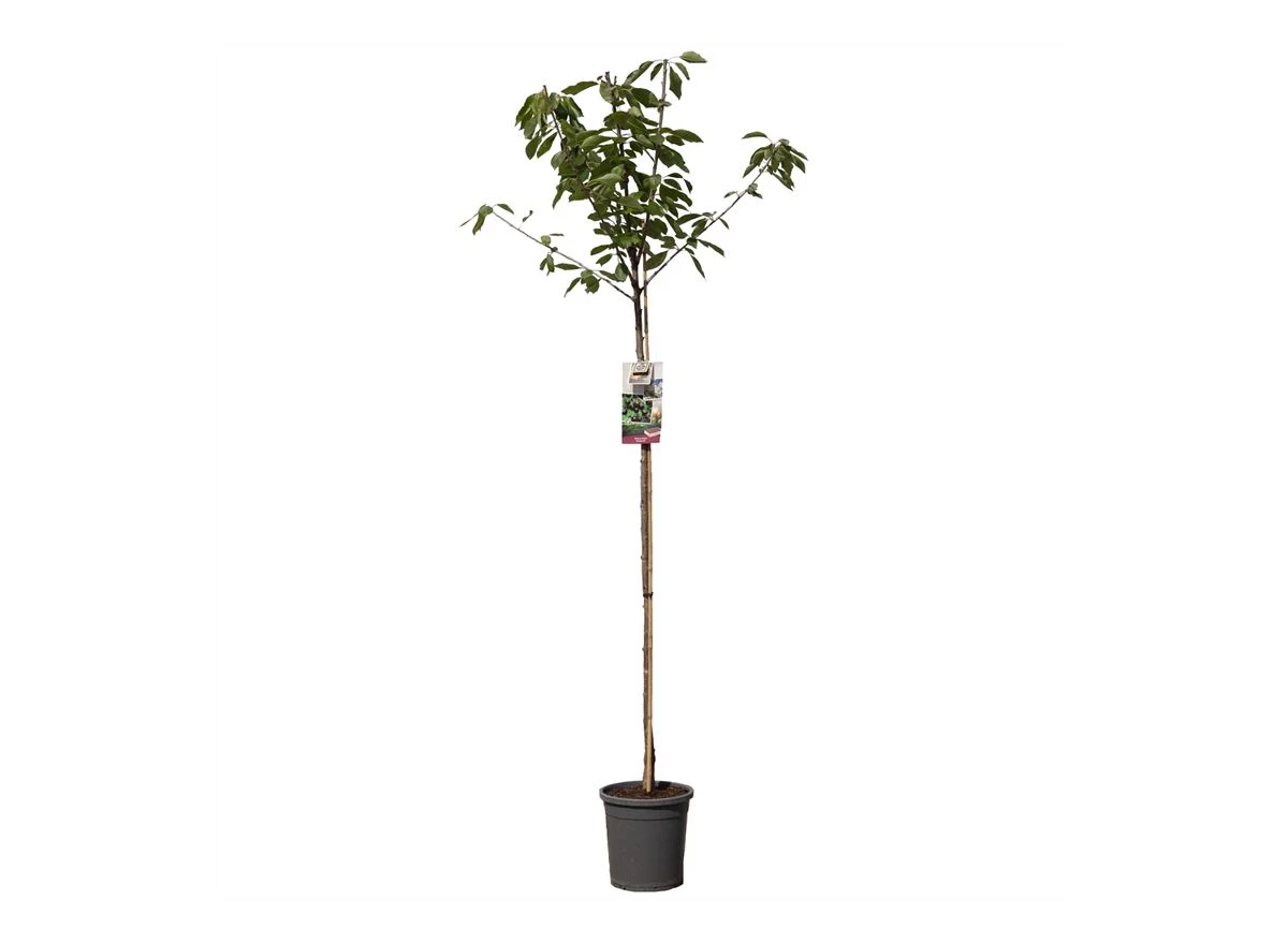 Prunus avium Sunburst hoogstam.jpg