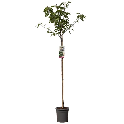 Prunus avium Sunburst hoogstam.jpg