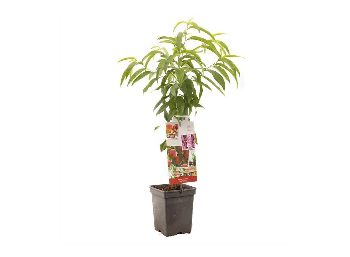 Prunus persica Red Peach.jpg