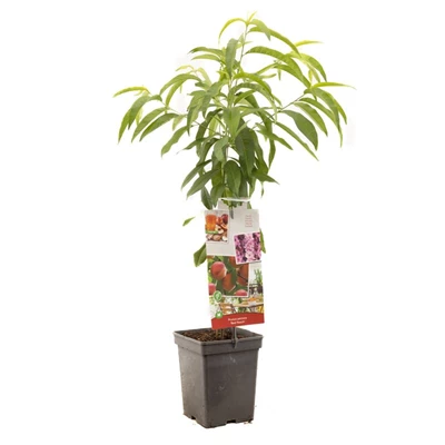 Prunus persica Red Peach.jpg