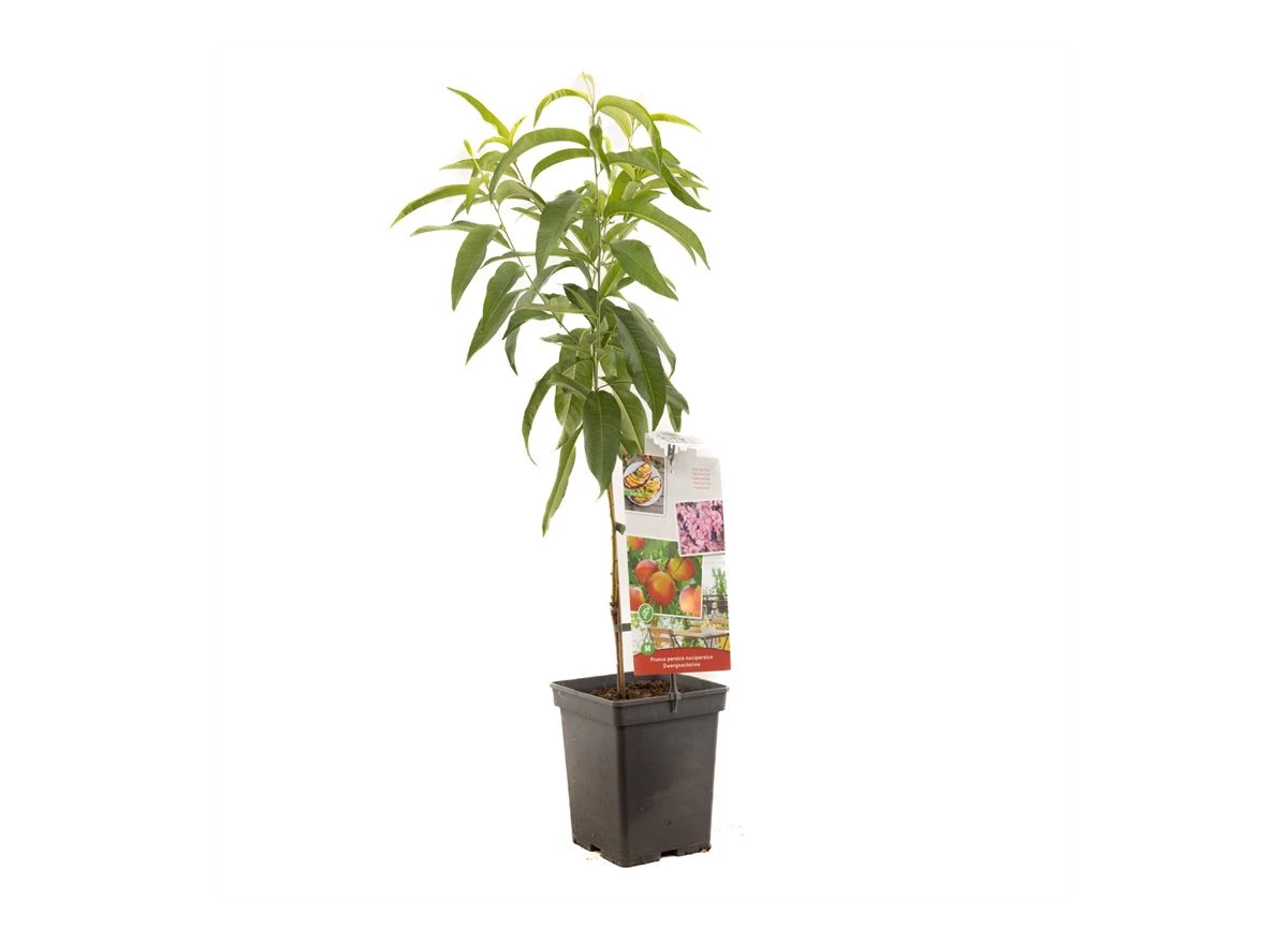 Prunus persica nuc. Dwergnectarine.jpg