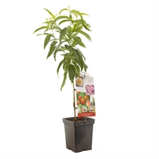 Prunus persica nuc. Dwergnectarine.jpg