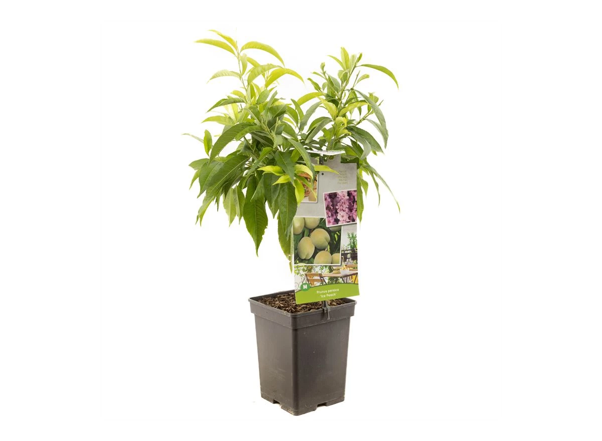 Prunus persica Ice Peach.jpg