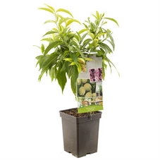 Prunus persica Ice Peach.jpg