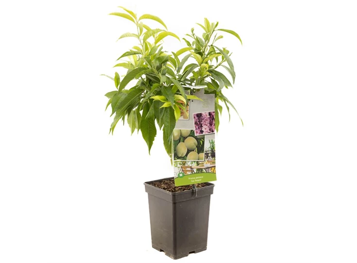 Prunus persica Ice Peach.jpg