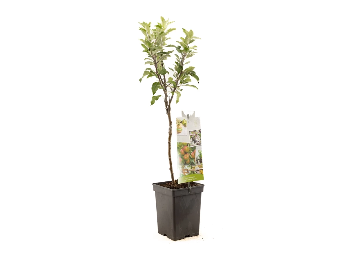 Malus dom. Cox's Orange P. Patio.jpg