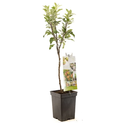 Malus dom. Cox's Orange P. Patio.jpg