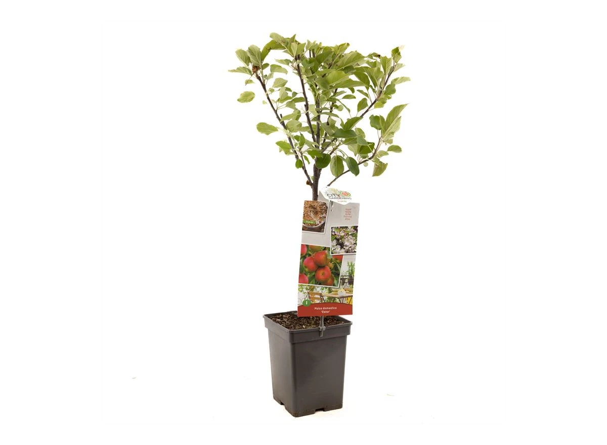 Malus dom. Elstar Patio.jpg
