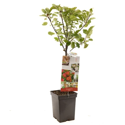 Malus dom. Elstar Patio.jpg