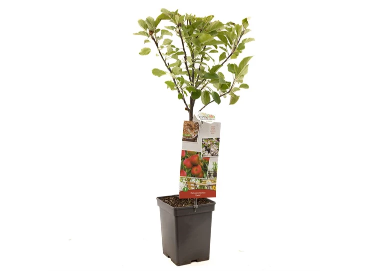 Malus dom. Elstar Patio.jpg