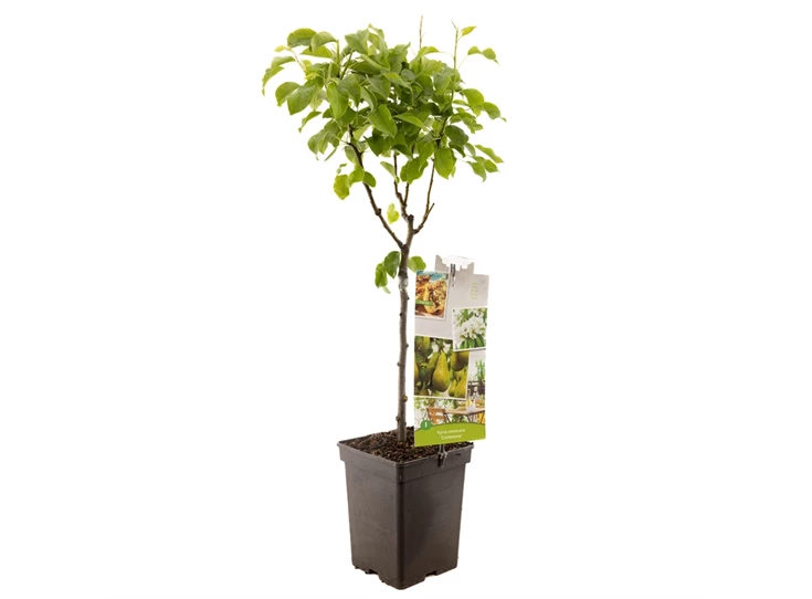 Pyrus comm. Conference Patio.jpg