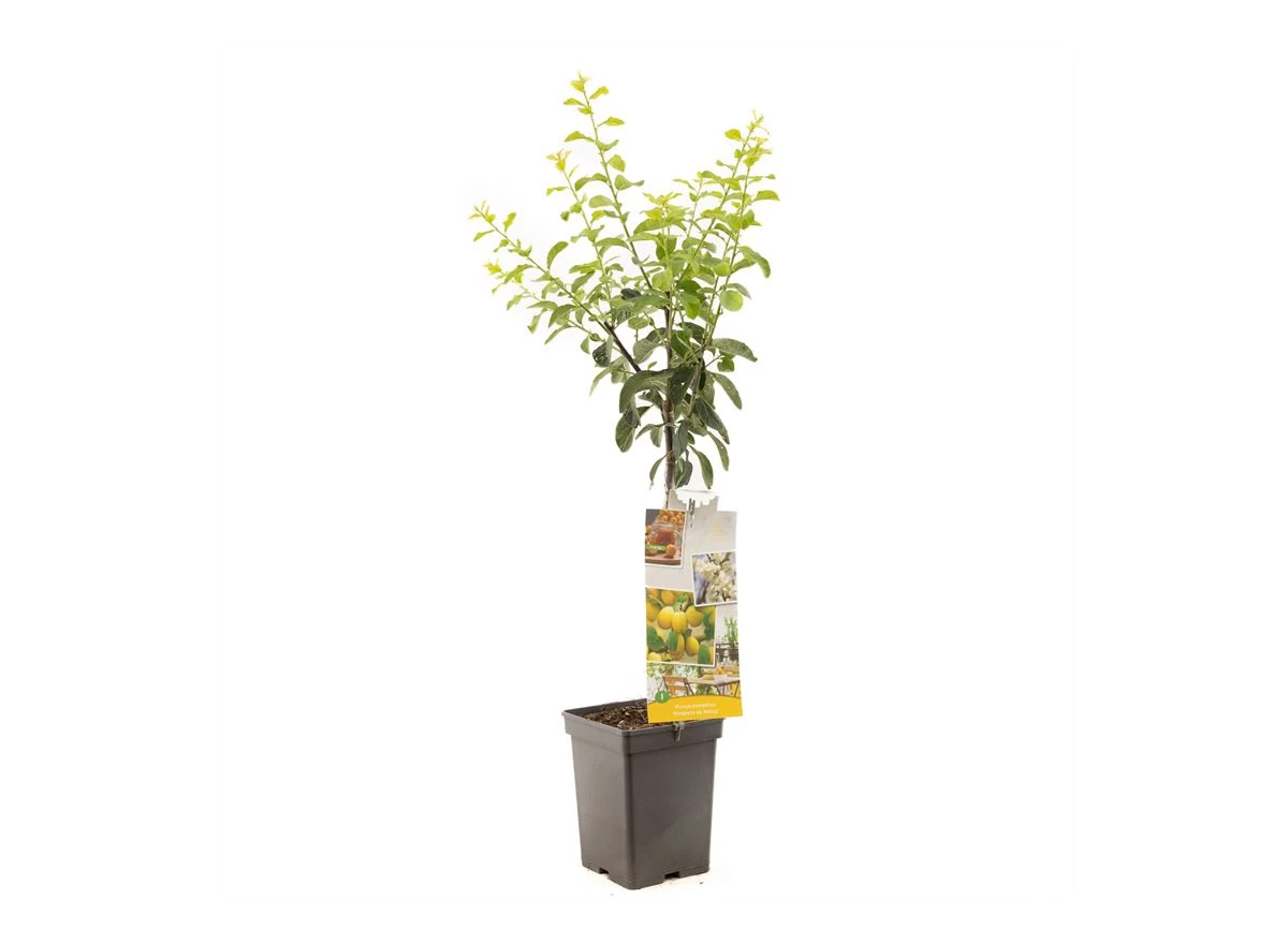 Prunus dom. Mirab. de Nancy Patio.jpg