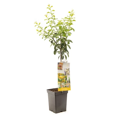 Prunus dom. Mirab. de Nancy Patio.jpg