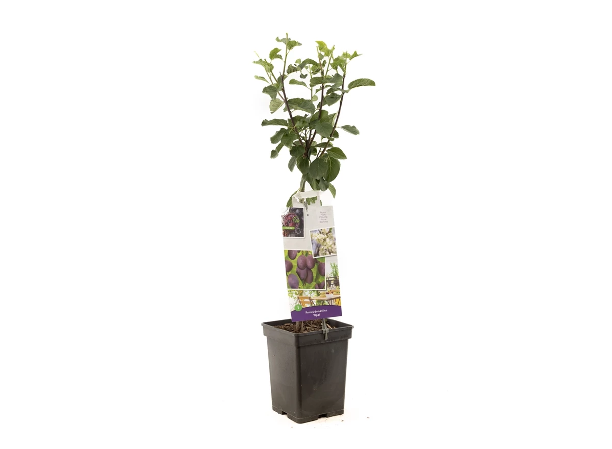 Prunus dom. Opal Patio.jpg