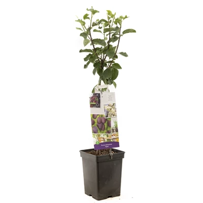 Prunus dom. Opal Patio.jpg