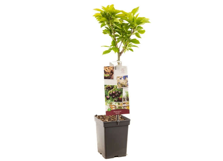 Prunus avium Kordia Patio.jpg