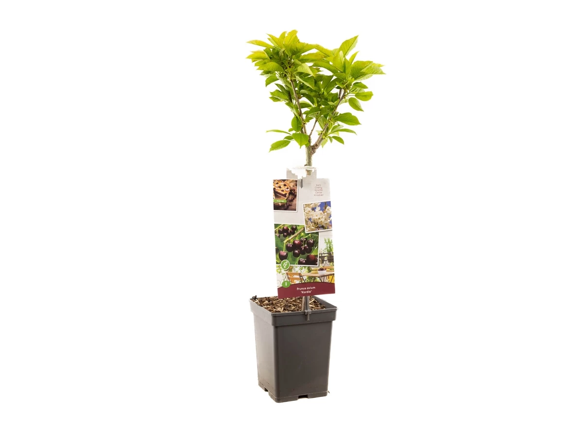 Prunus avium Kordia Patio.jpg
