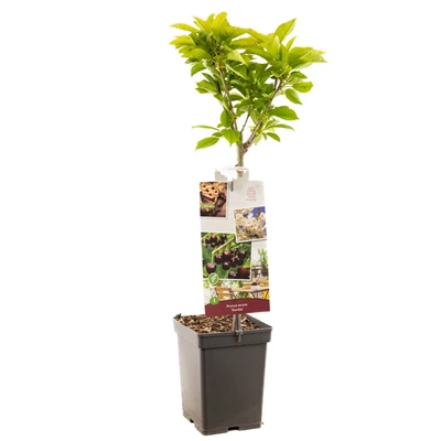 Prunus avium Kordia Patio.jpg