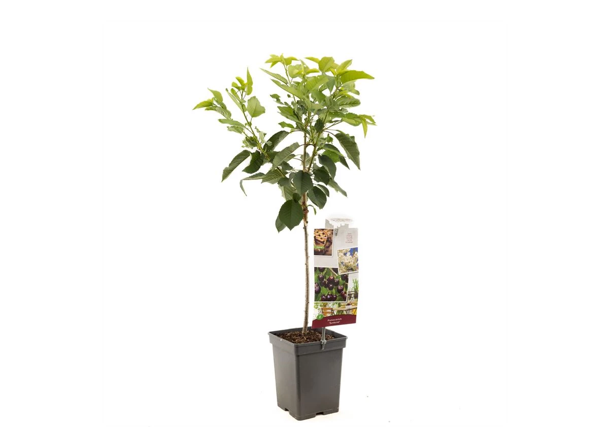 Prunus avium Sunburst Patio.jpg