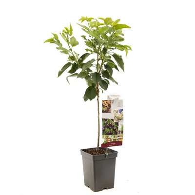 Prunus avium Sunburst Patio.jpg