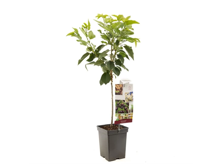 Prunus avium Sunburst Patio.jpg