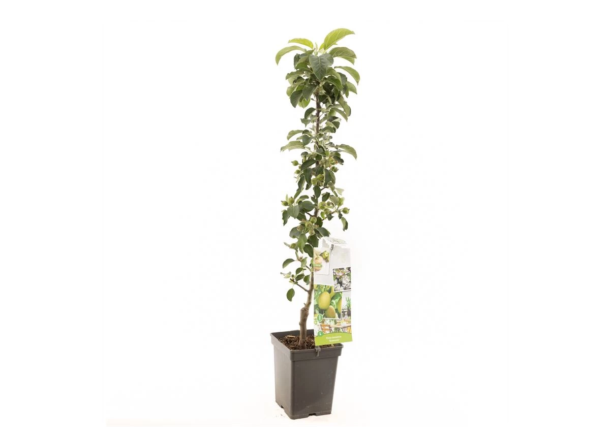 Malus dom. Greencats zuilvorm.jpg