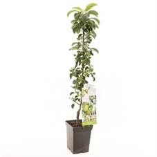 Malus dom. Greencats zuilvorm.jpg