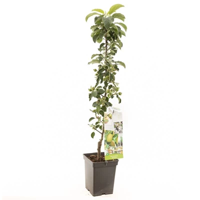 Malus dom. Greencats zuilvorm.jpg