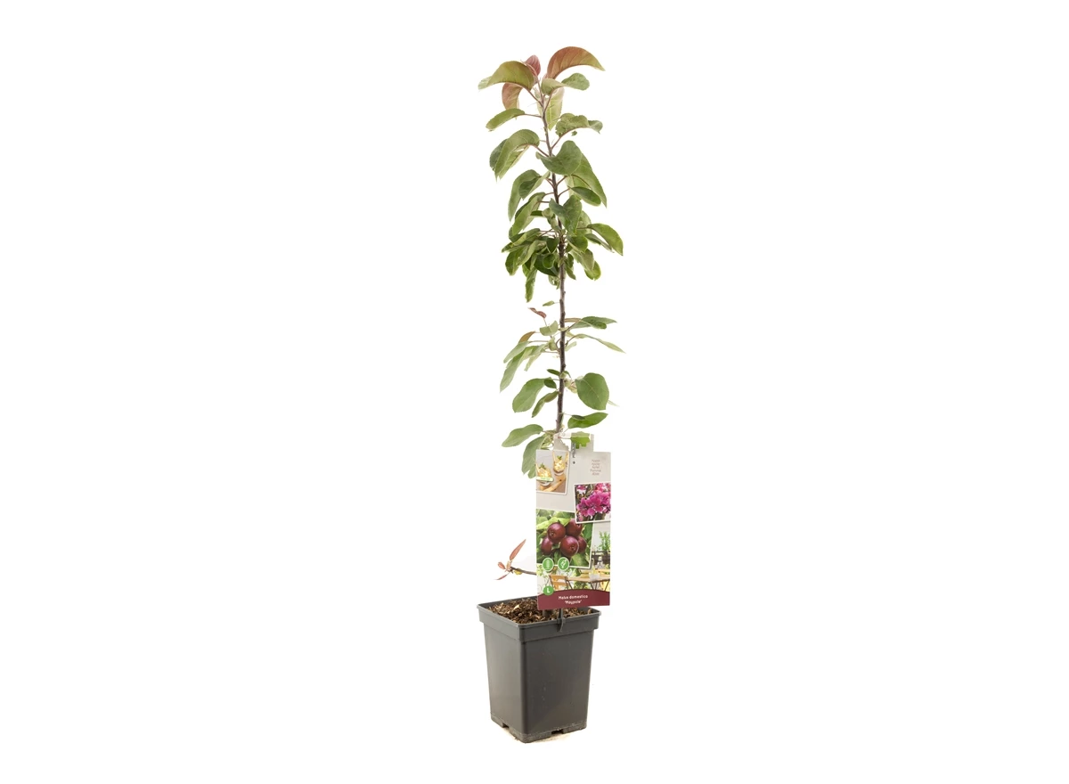 Malus dom. Maypole zuilvorm.jpg