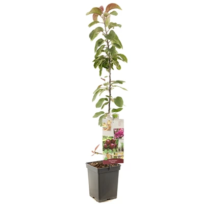 Malus dom. Maypole zuilvorm.jpg