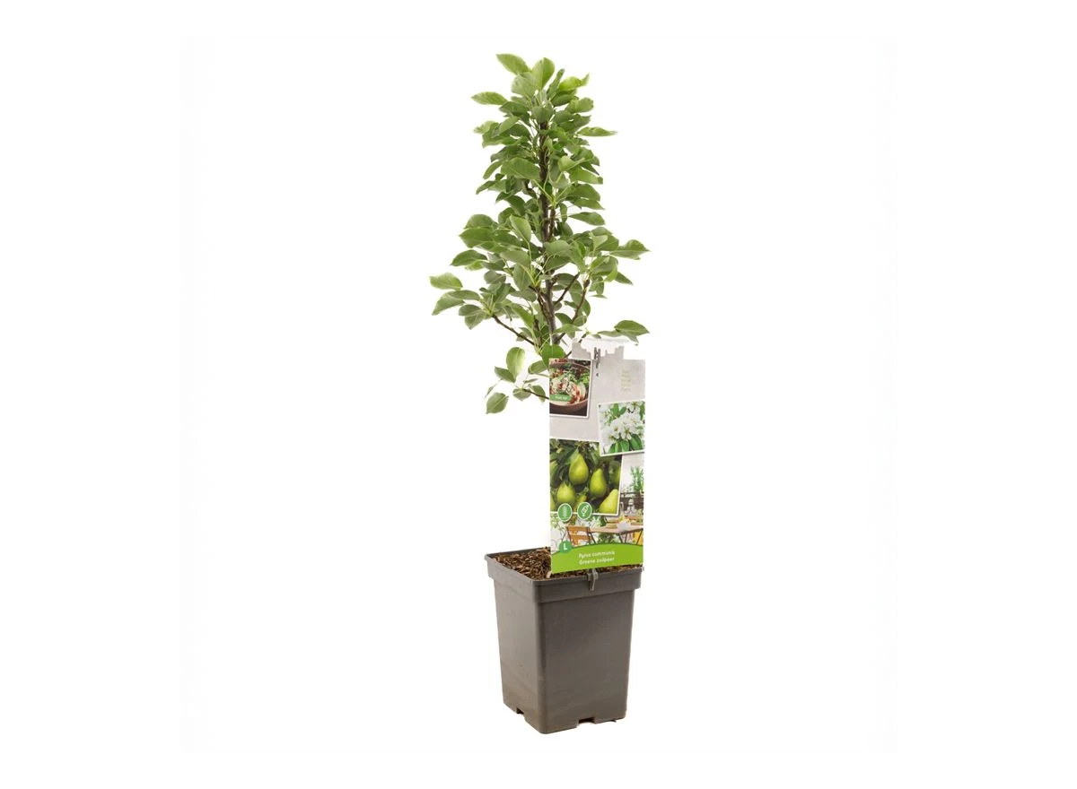 Pyrus comm. Groene zuilpeer.jpg