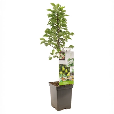 Pyrus comm. Groene zuilpeer.jpg