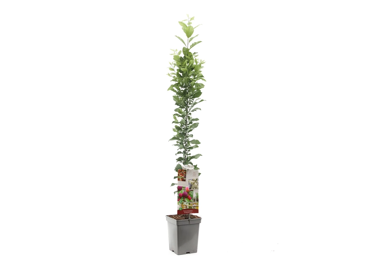 Prunus dom. Mirabelle Ruby zuilvorm.jpg