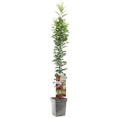 Prunus dom. Mirabelle Ruby zuilvorm.jpg