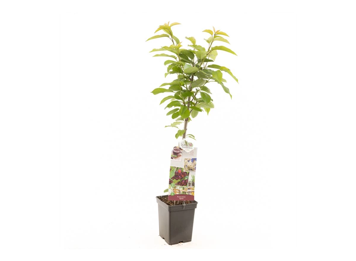 Prunus avium Sylvia zuilvorm.jpg