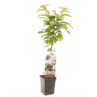 Prunus avium Sylvia zuilvorm.jpg