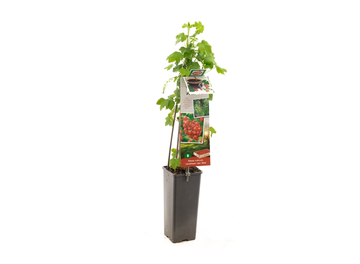 Ribes rubrum Jonkheer van Tets.jpg