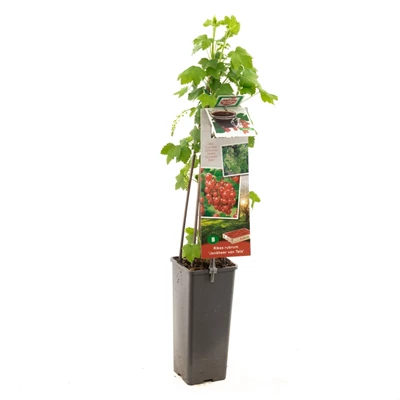 Ribes rubrum Jonkheer van Tets.jpg