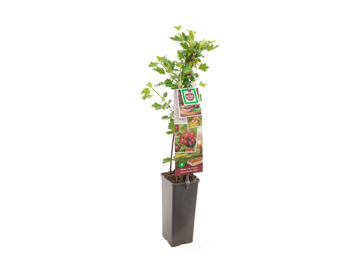Ribes uva-cr. Hinnonmäki Röd.jpg
