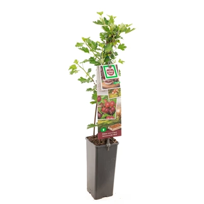 Ribes uva-cr. Hinnonmäki Röd.jpg