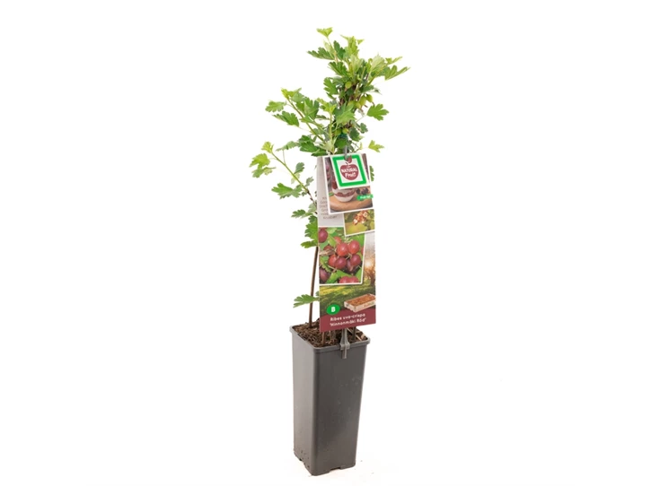 Ribes uva-cr. Hinnonmäki Röd.jpg