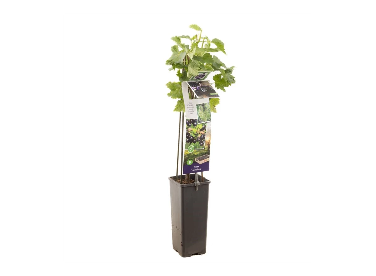 Ribes Jostabes.jpg