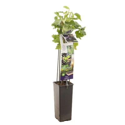 Ribes Jostabes.jpg