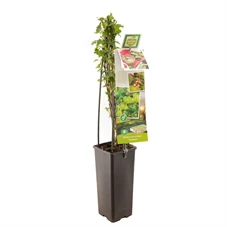 Ribes uva-cr. Tatjana.jpg