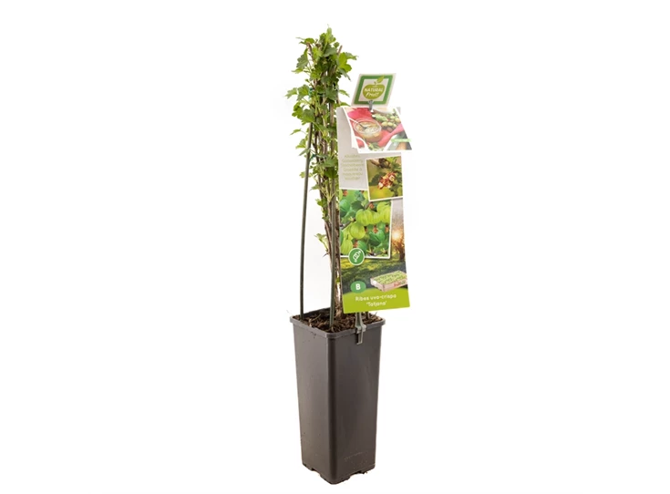 Ribes uva-cr. Tatjana.jpg