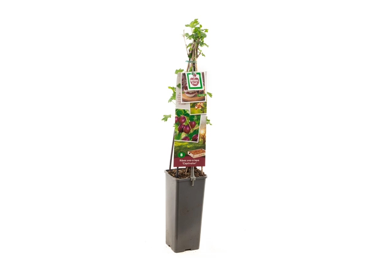 Ribes uva-cr. Captivator.jpg